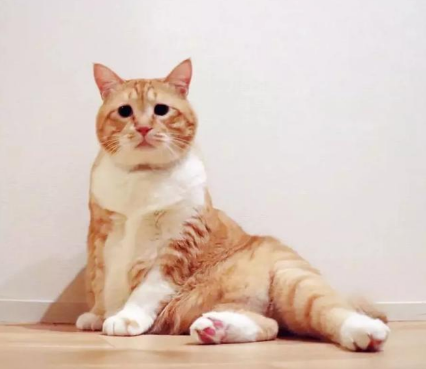 岛国大胖橘因"丧脸"走红,接代言出写真,这胖猫真乃喵生赢家!