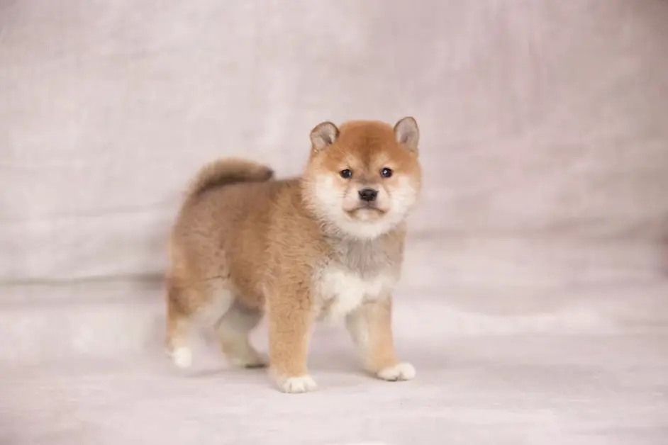 赤色柴犬幼犬的身上为什么有黑色毛 正常吗 哔哩哔哩