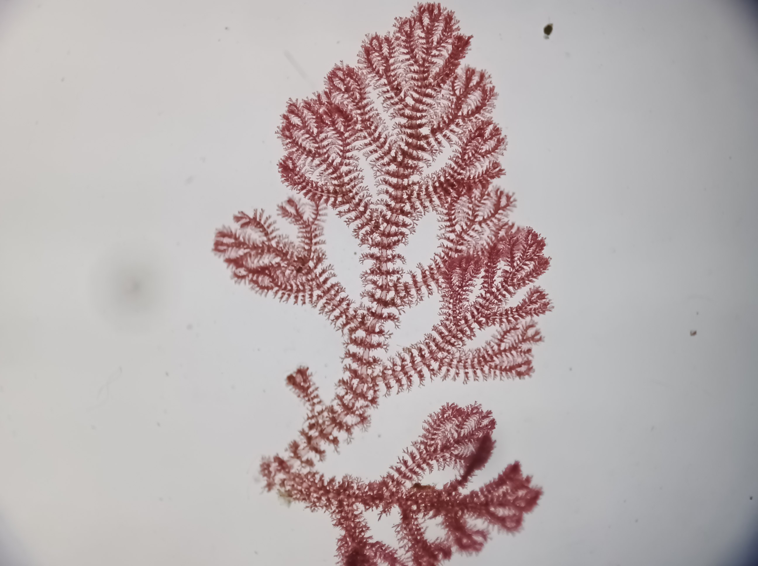 显微镜下海藻图片