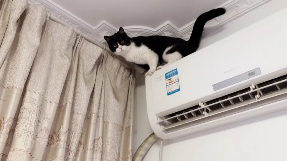 夏天养猫 这6种做法 只会害了它 哔哩哔哩