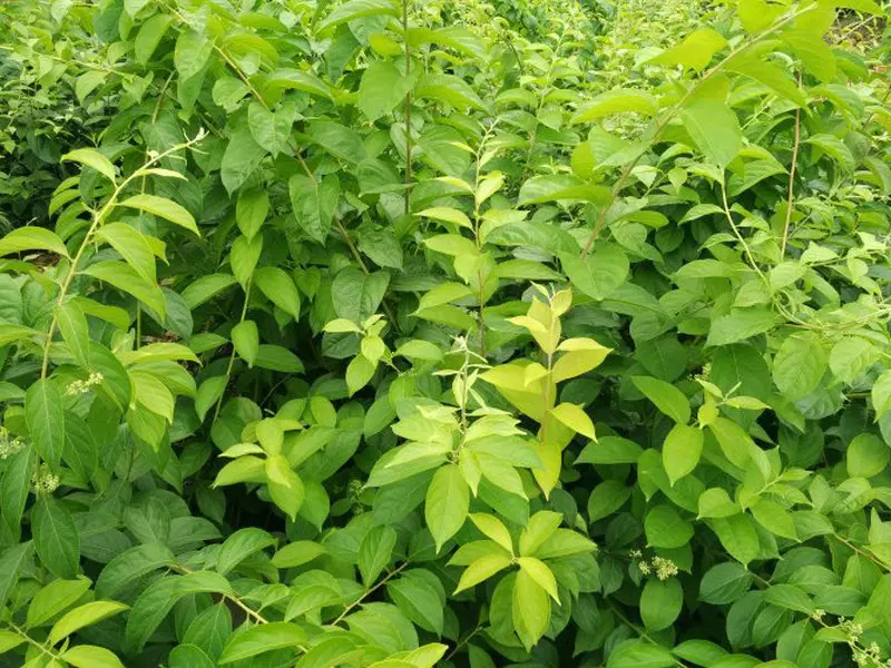 雷公藤种植基地图片