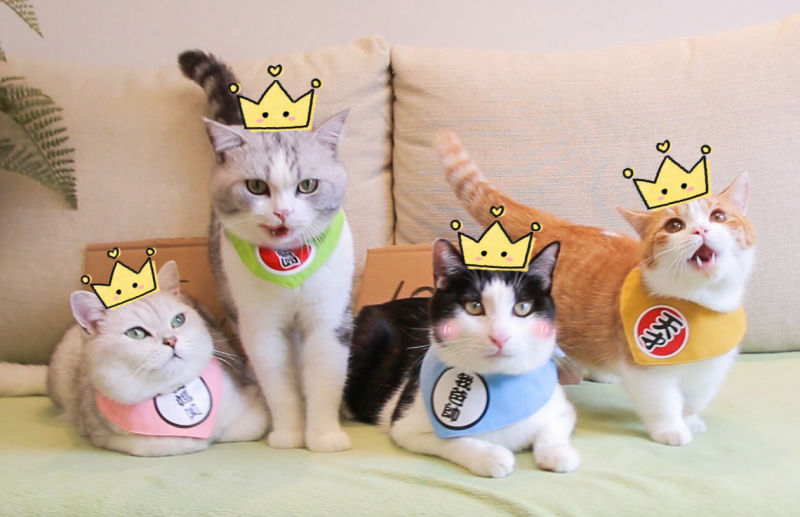 喵战2018冠军出炉!B站萌猫大盘点!