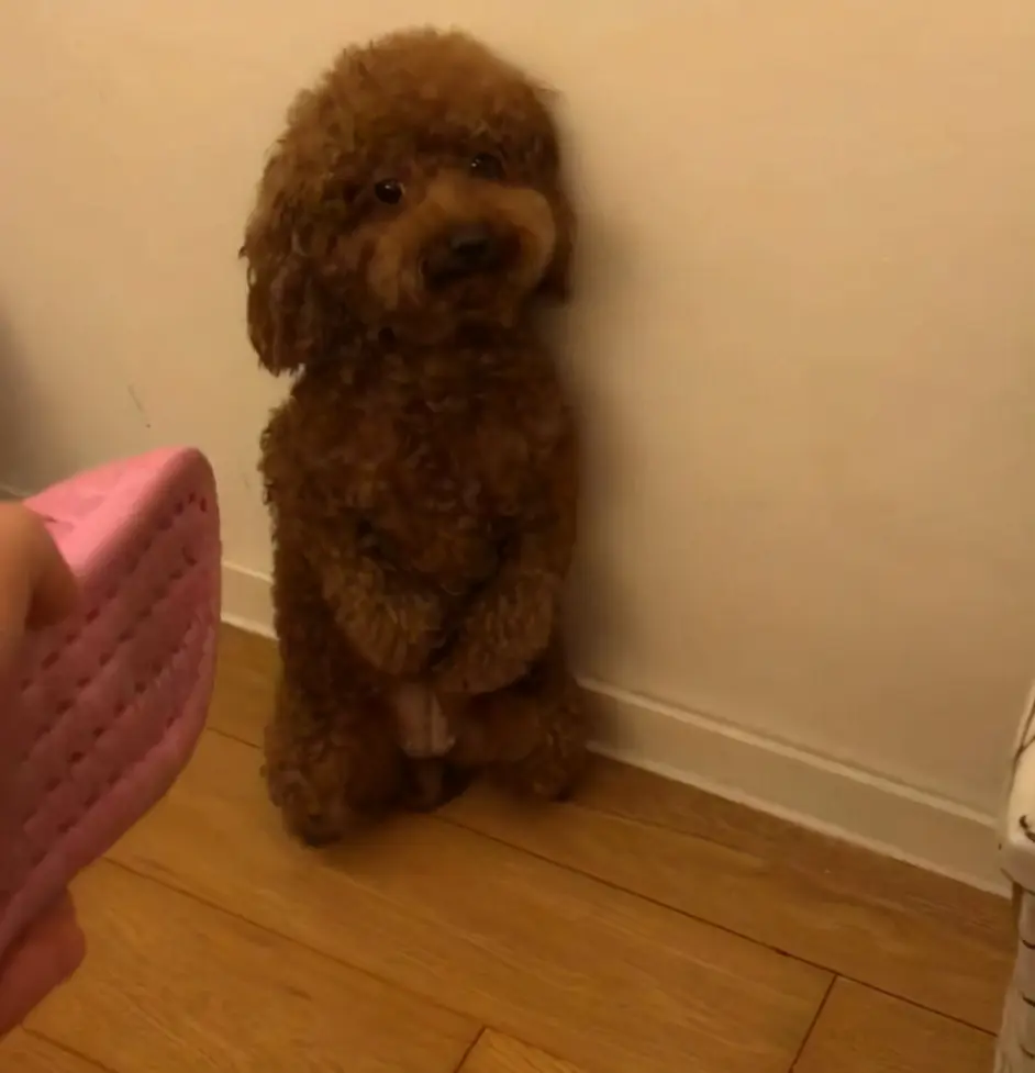泰迪犬这几种行为再不管教 它就骑到你头上来了 哔哩哔哩