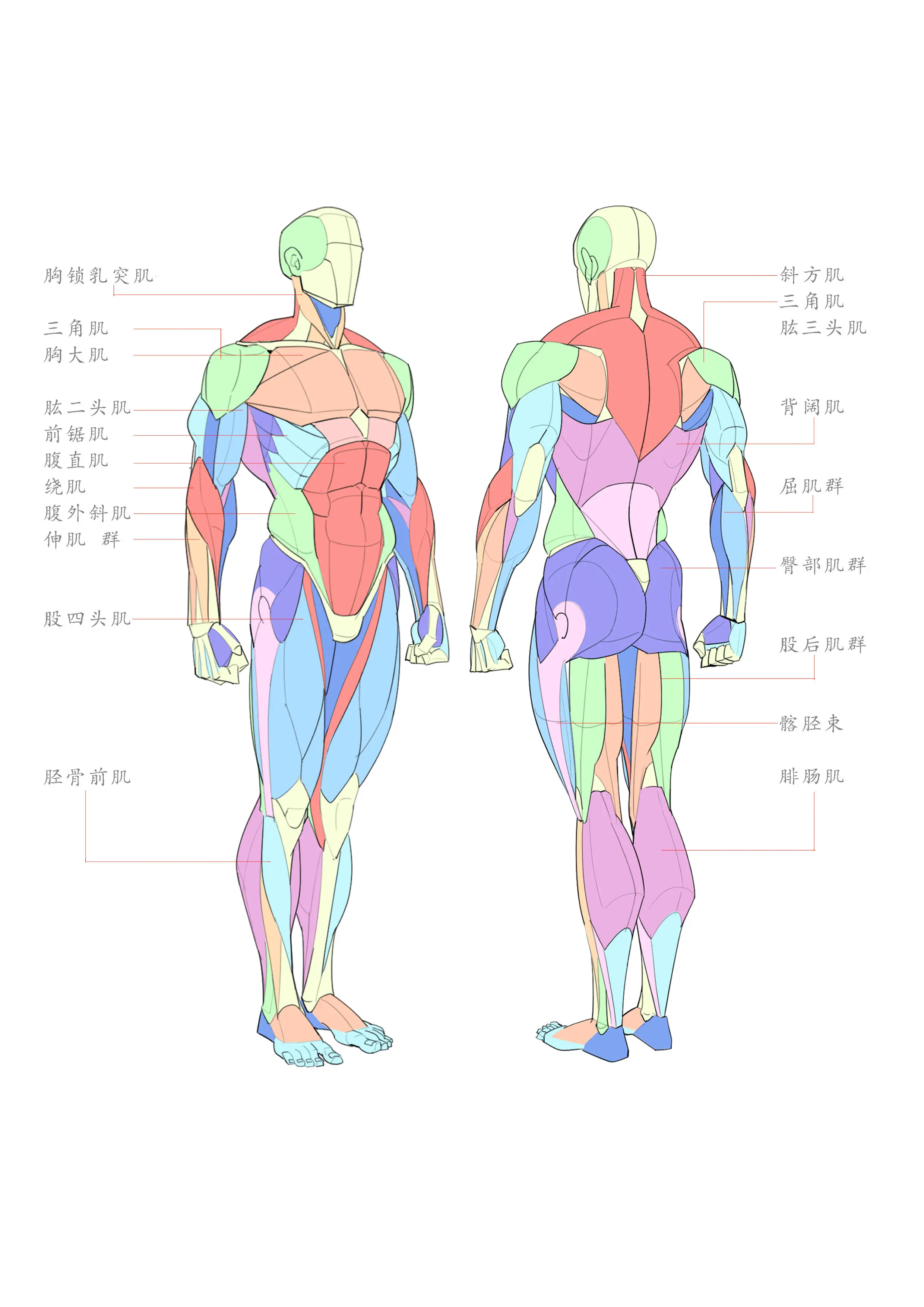 三张图快速理解人体透视,比例,体块和肌肉结构