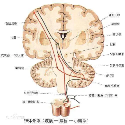 拓展生理学334页 锥体系和锥体外系 哔哩哔哩