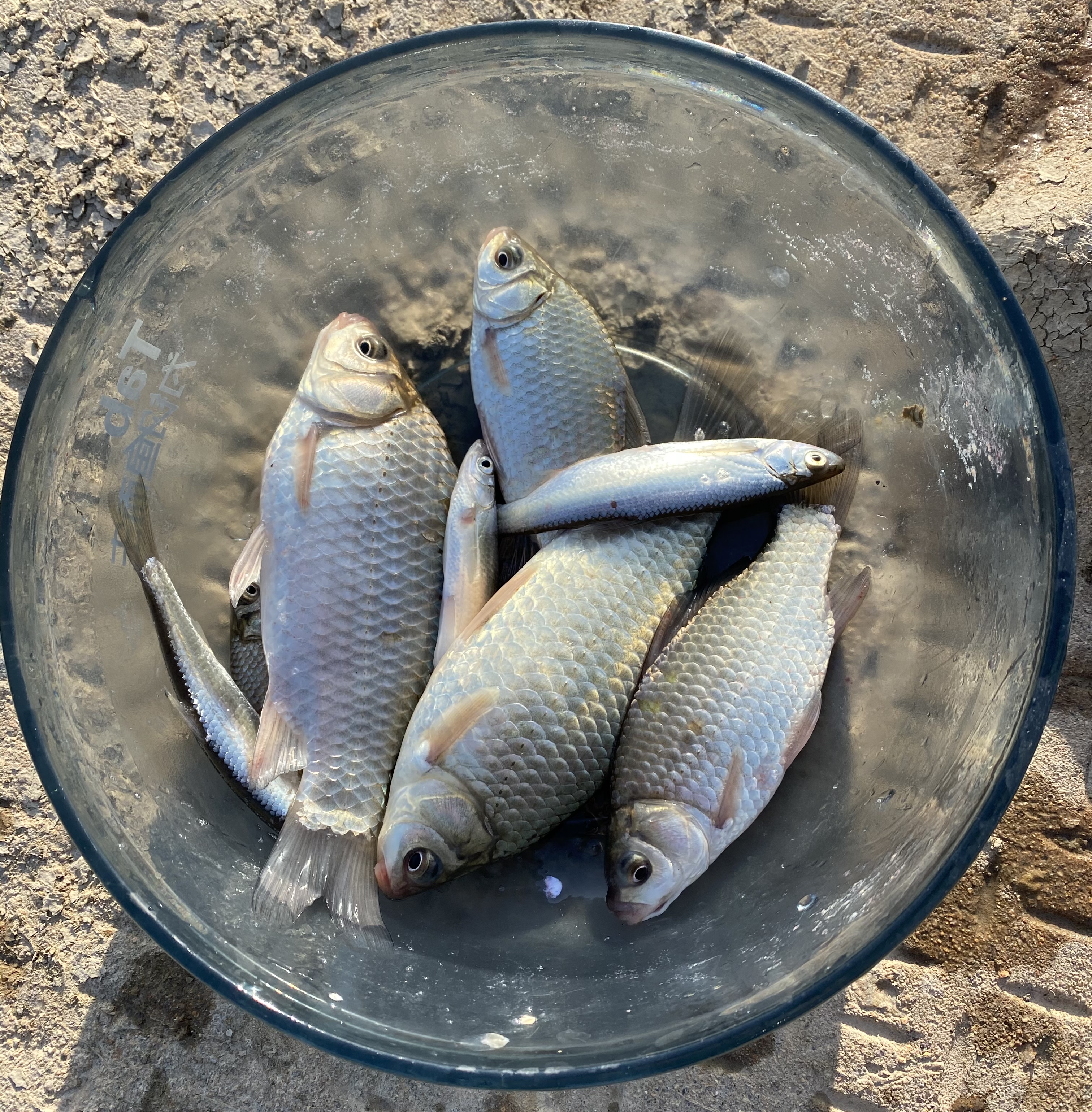 小小鱼获 不理想