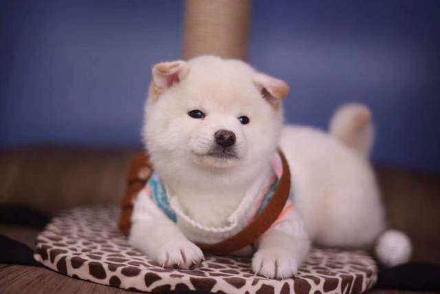 法律常识哈希娱乐- 哈希游戏平台- 哈希游戏官方网站