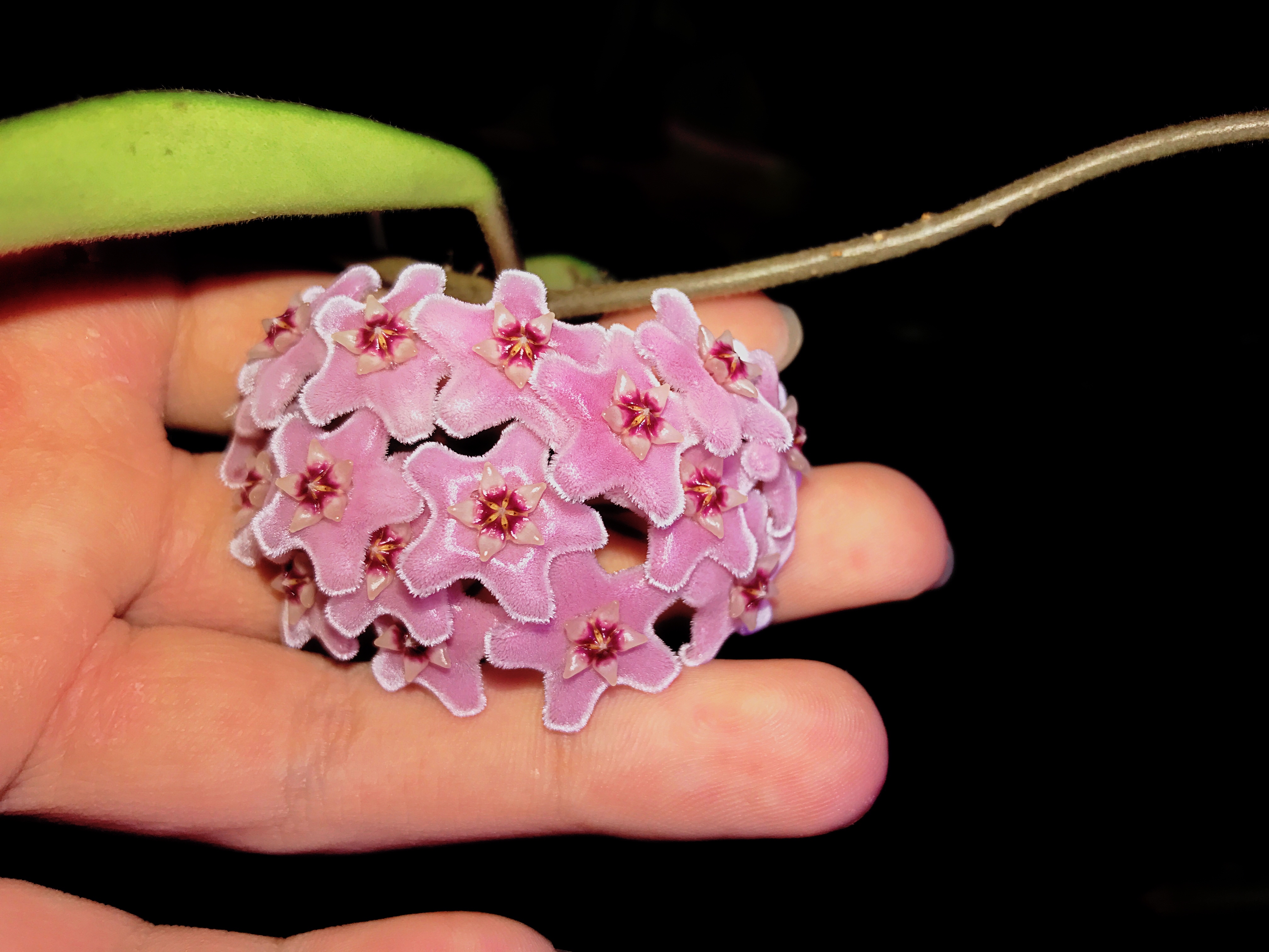 本人种的球兰 hoya