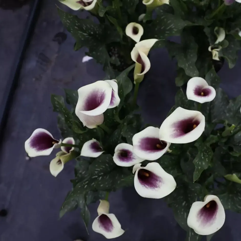 海妈植物推荐 常见的30种球根植物图鉴和种植方法 附开花图 哔哩哔哩