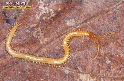 多足亚门(myriapoda)简要分类