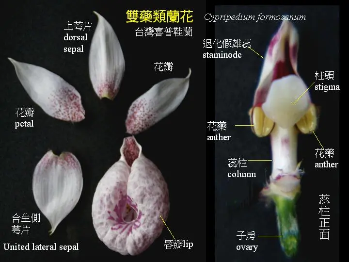 兰花花朵的基本结构 哔哩哔哩