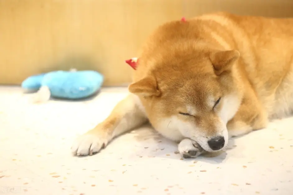 柴犬聪明吗 怎么训练一些简单技巧 哔哩哔哩