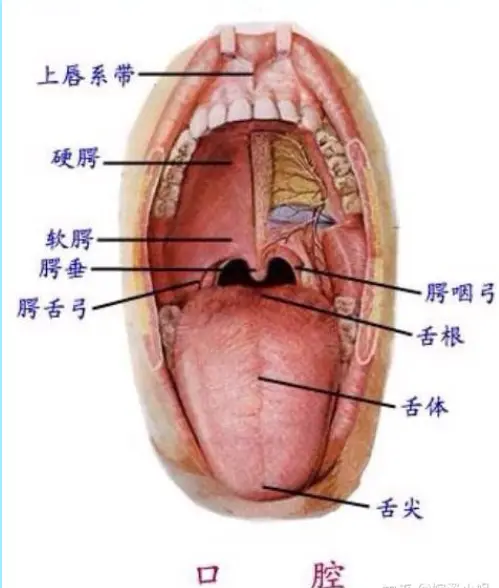 软腭浅表溃疡怎么治疗图片