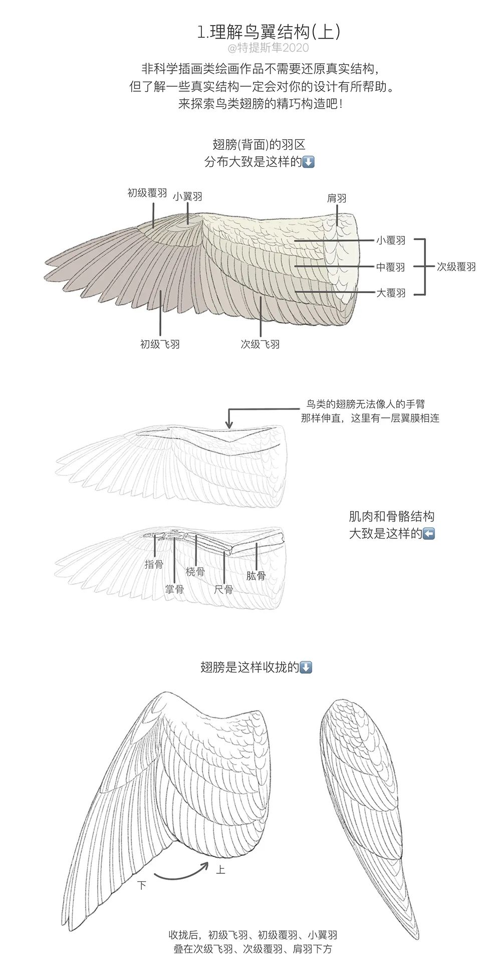【绘画教程】鸟翼/翅膀的结构与绘制教程(动物教程) - 哔哩哔哩