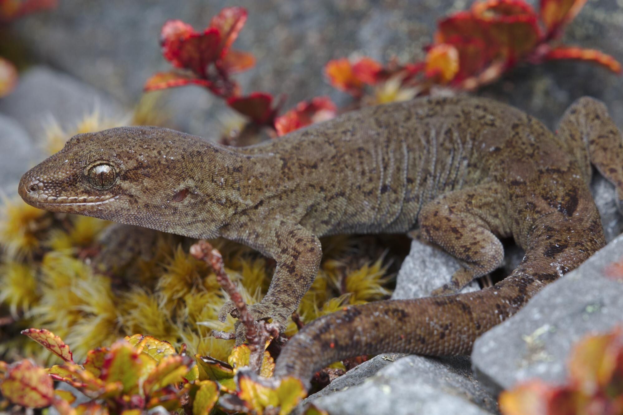 【岩间の生灵】新西兰伍氏虎属Woodworthia&武趾虎属Hoplodactylus亚种简谱及产地详解 - 哔哩哔哩