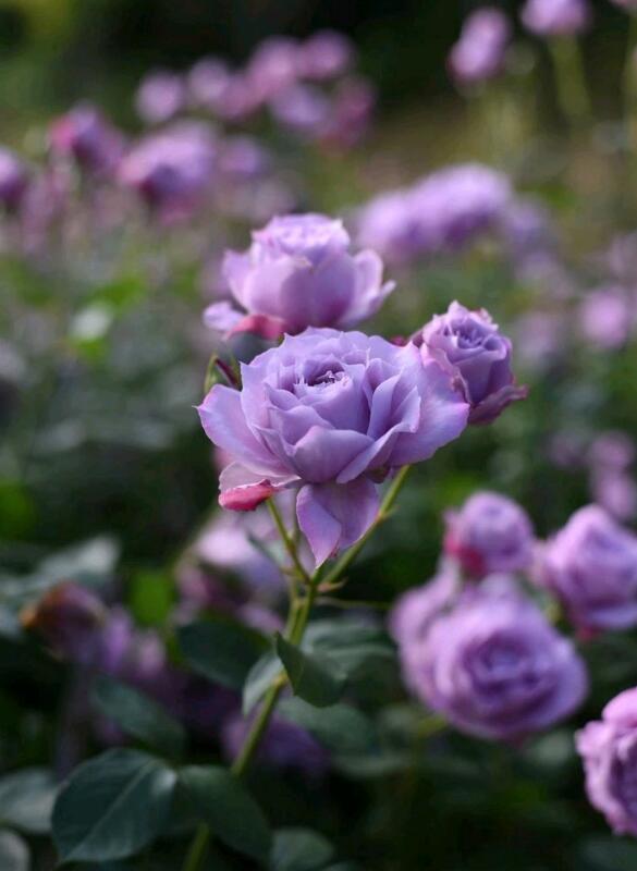 蓝紫色月季汇总极具诱惑力的蓝色系月季