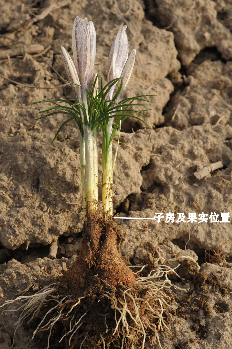 白番紅花 crocus alatavicus.(新疆野百合)