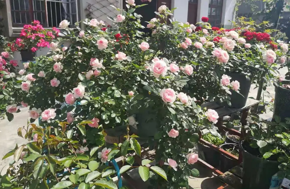 蓝妖 月季有红蜘蛛怎么办 月季红蜘蛛怎么治 看完你就懂了 哔哩哔哩