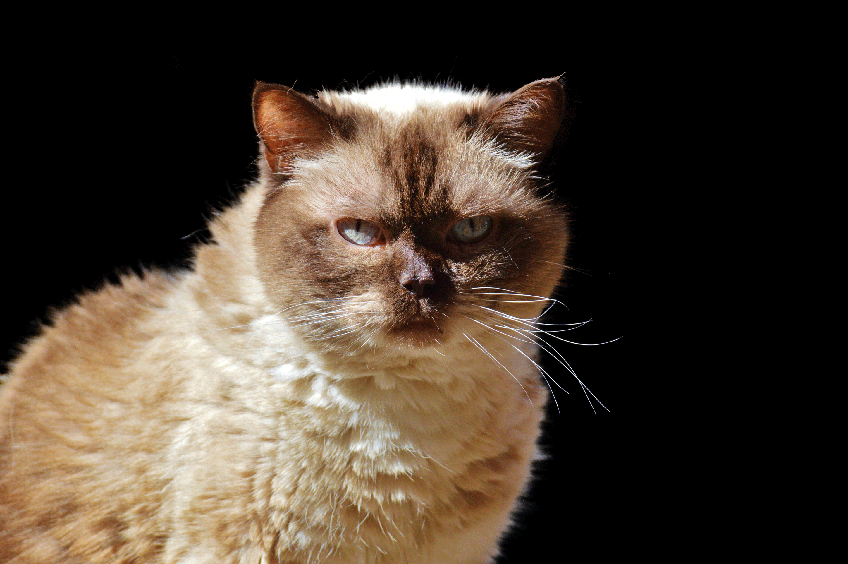 ps毛发抠图很难适合ps初学者的抠图工具选择并遮住通道抠图