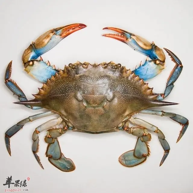 快过年了说一说我喜欢的节肢动物2甲壳亚门