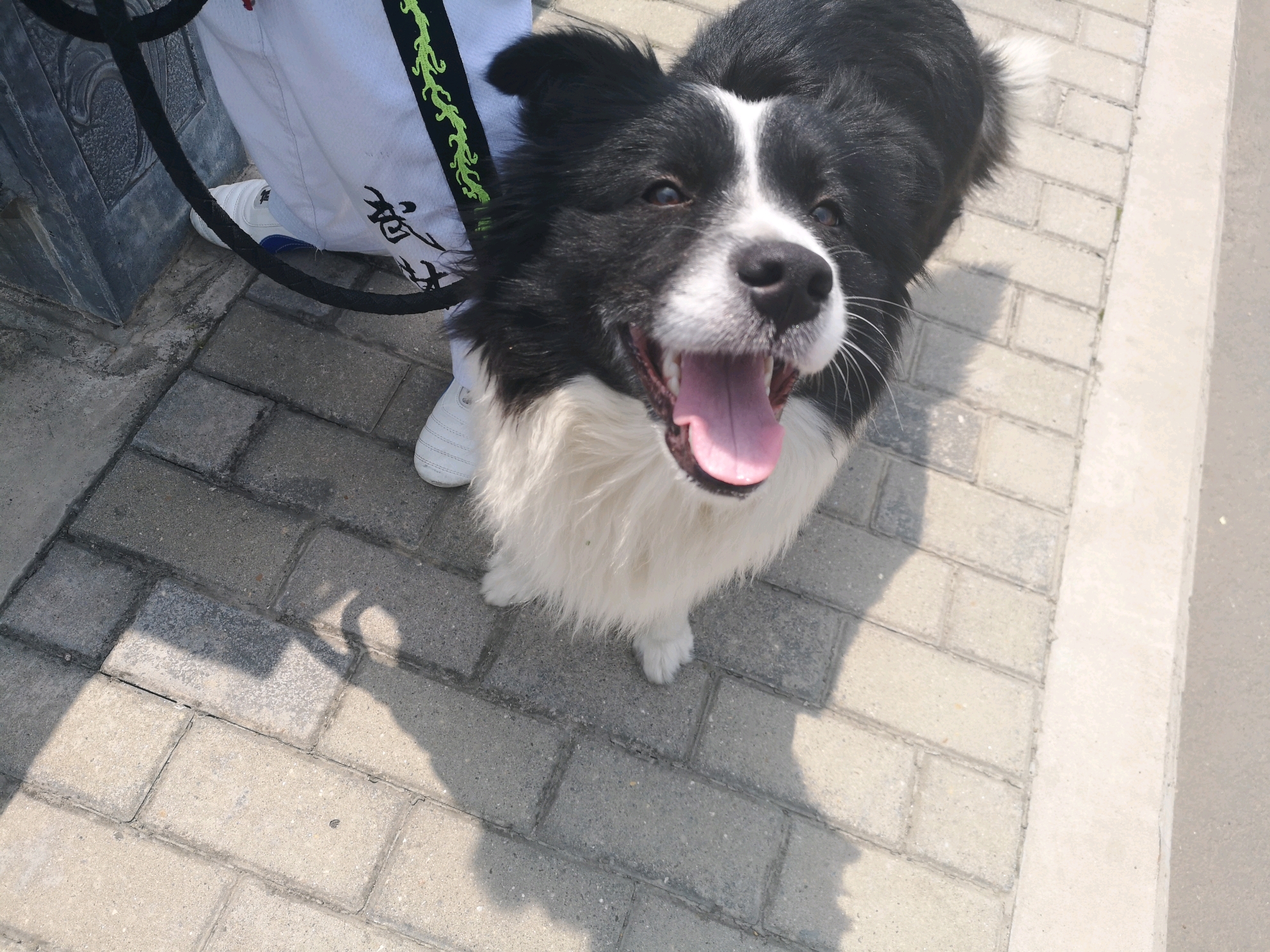 我还没起床 狗东西又溜出去了 我就出去找 巧了她回来了 苍耳这类东西