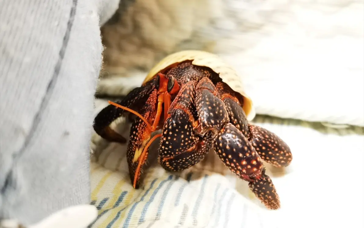 快过年了说一说我喜欢的节肢动物2甲壳亚门