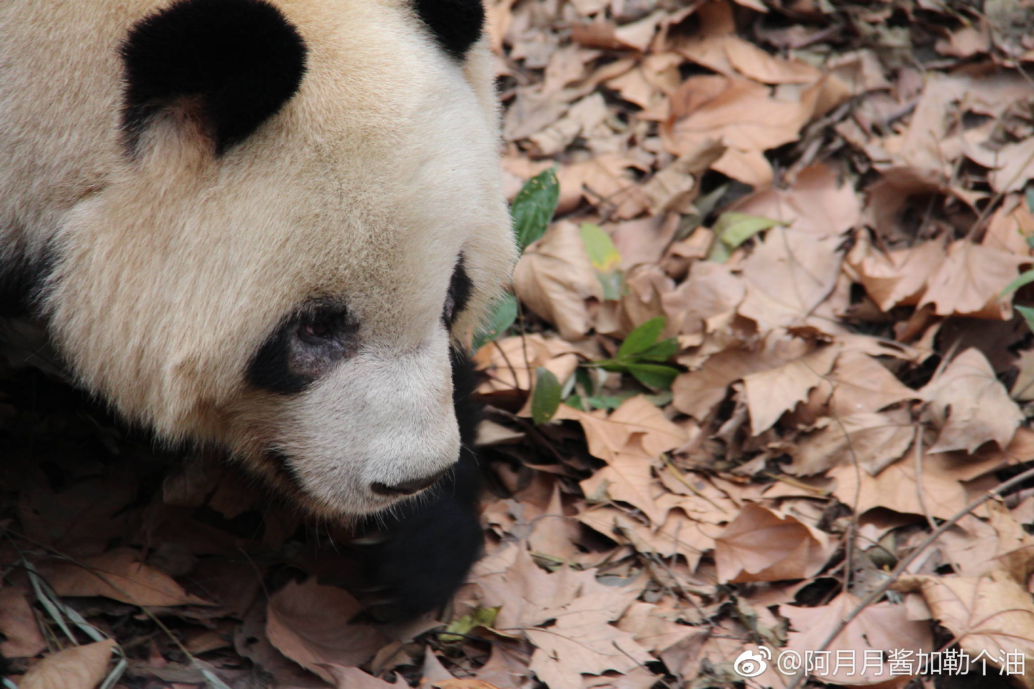 圈养大熊猫螨虫眼 - 哔哩哔哩