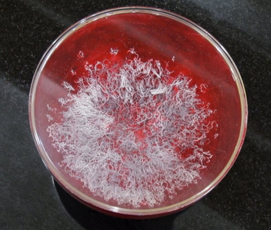 《藉心经说真谛》至宝经典法会 意外出现佛降甘露恭贺