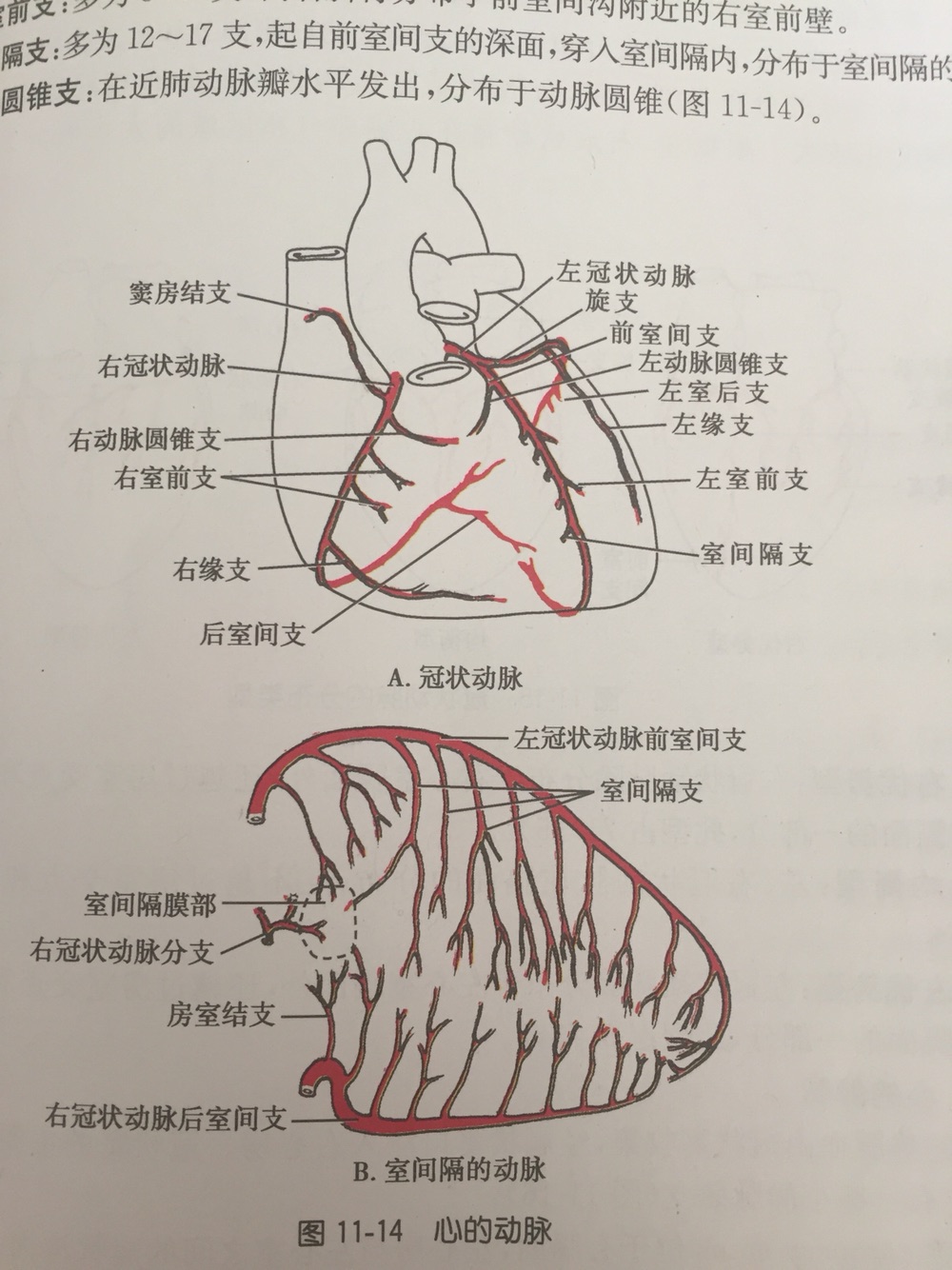 冠脉分段示意图图片