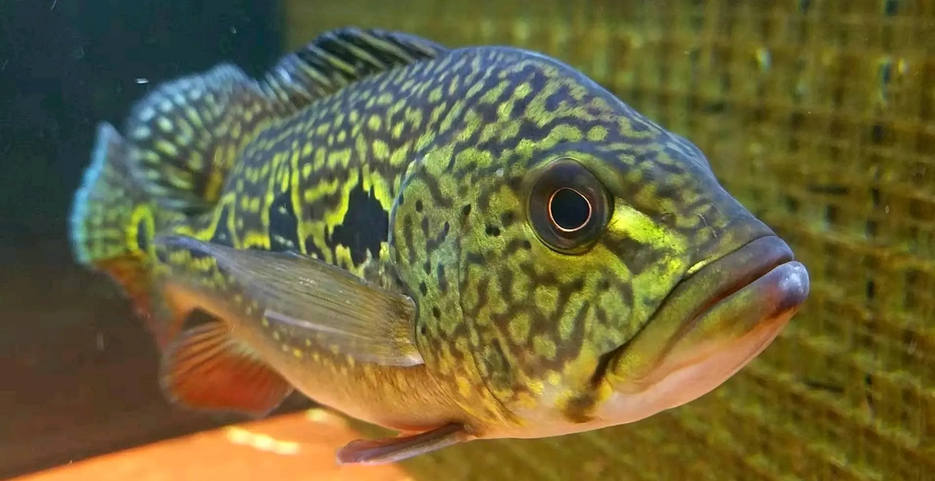 孔雀鲈图鉴之阿根廷丽鱼,眼斑三间不是眼斑鲷 - 哔哩哔哩