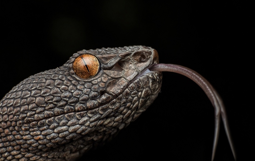 snake系列1我们对蛇的恐惧源自哪里
