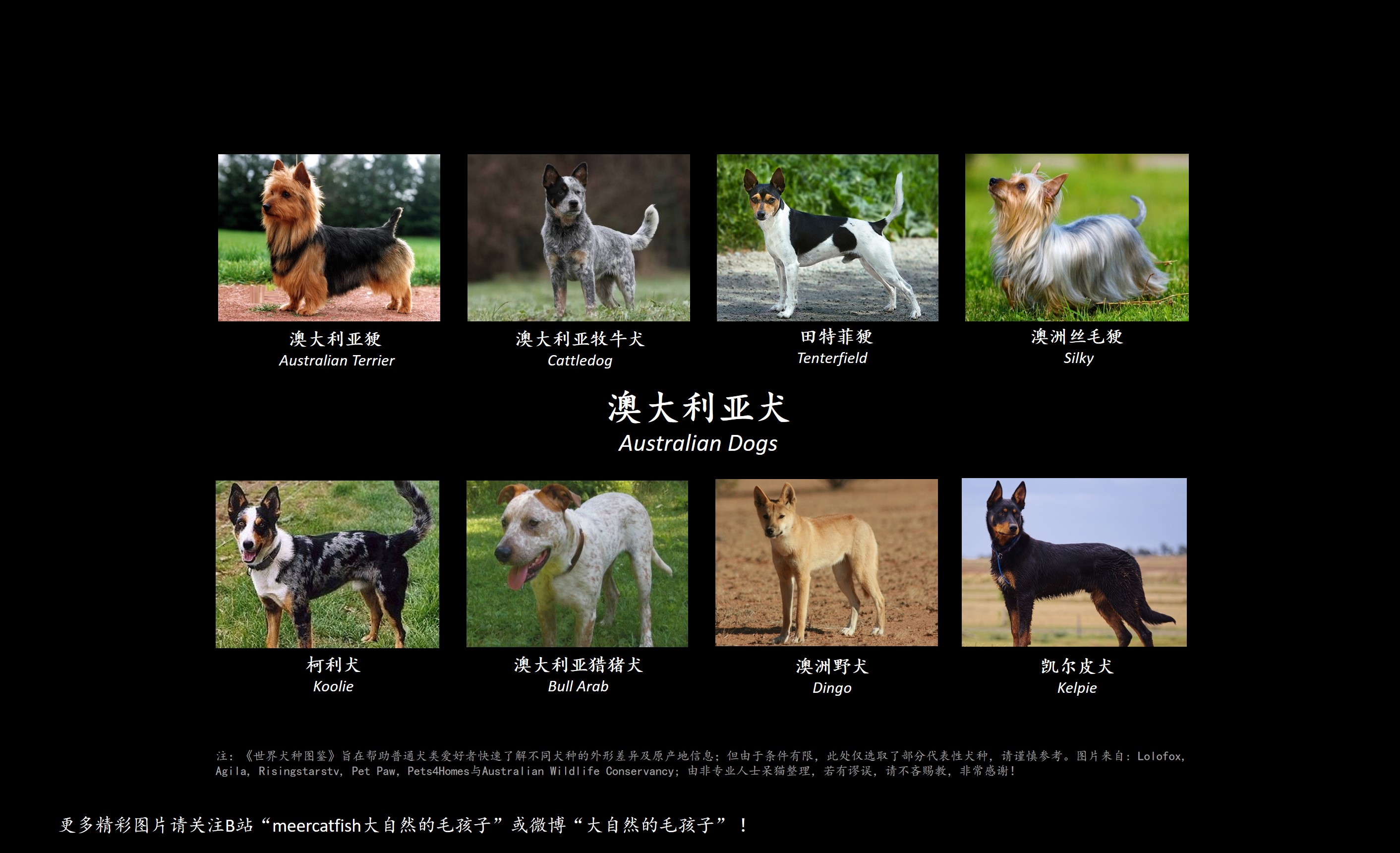 泰迪犬43437_小狗_动物类_图库壁纸_68Design