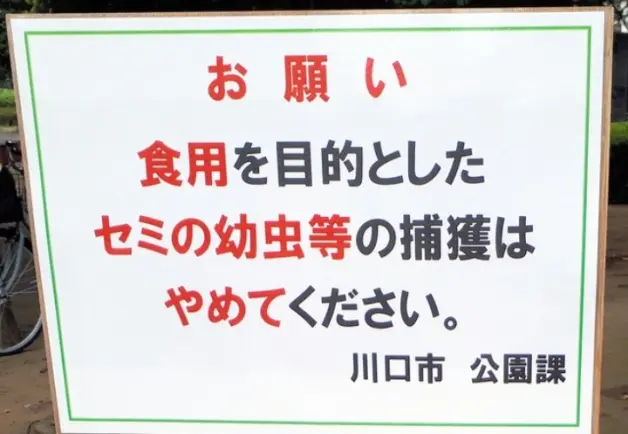 震惊 这年头居然还有人吃蝉 哔哩哔哩