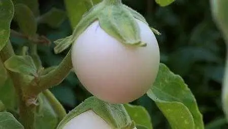 茄子的五种烹饪方法 总有一款适合你 值得收藏 哔哩哔哩