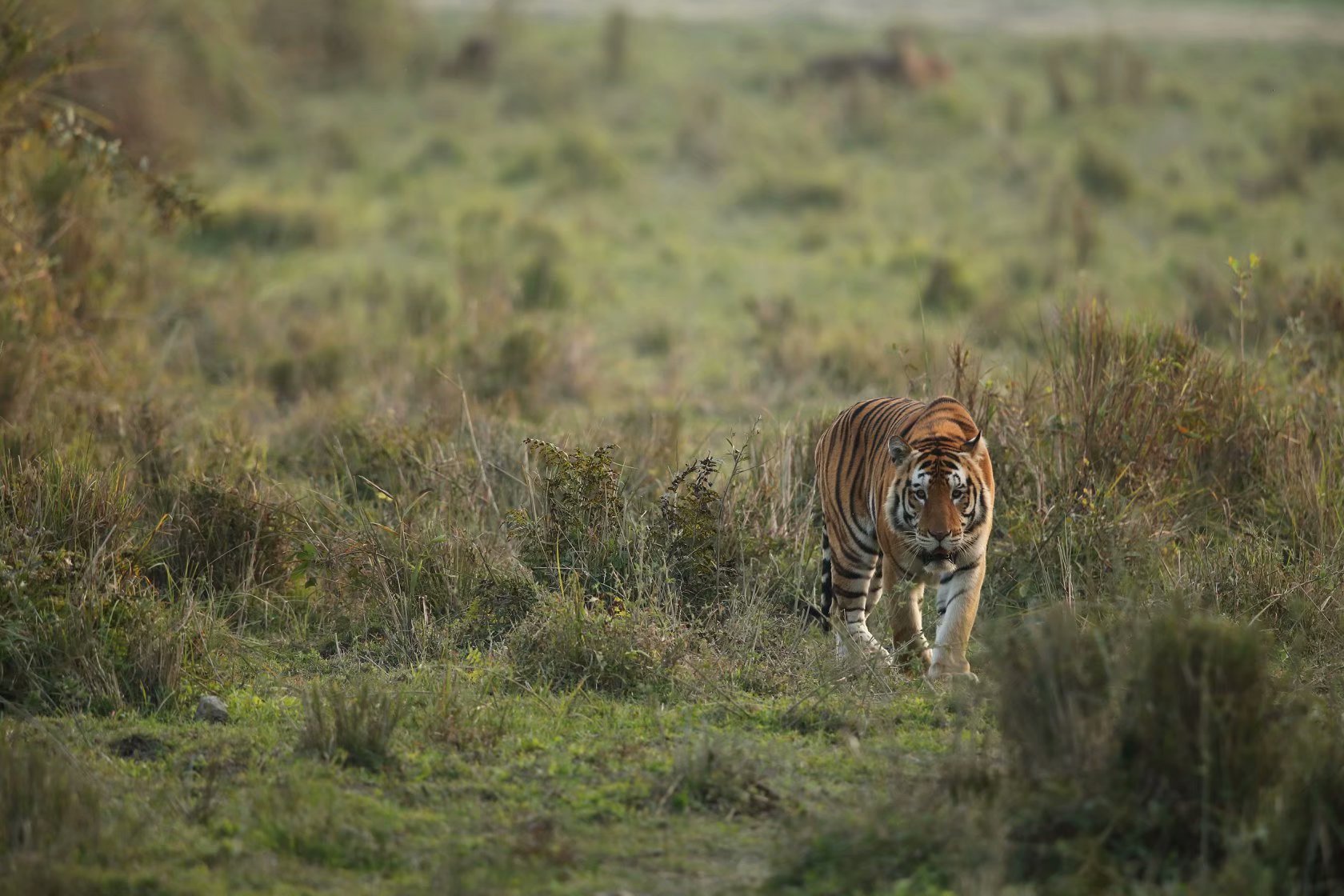 卡齐兰加虎王kzt085退位时间以及卡齐兰加新局势