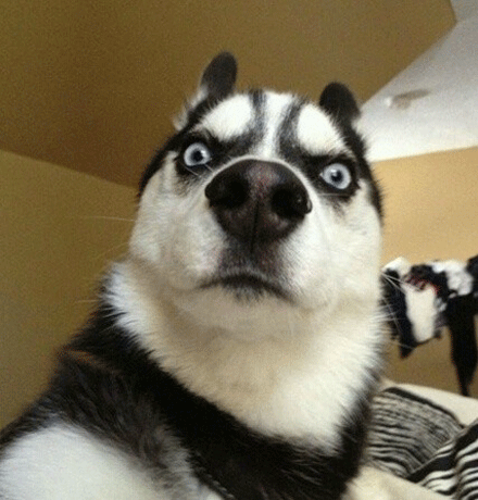 看这只傻傻的哈士奇,它早上才睡醒,就看见主人正在抬头看着它猥琐的笑