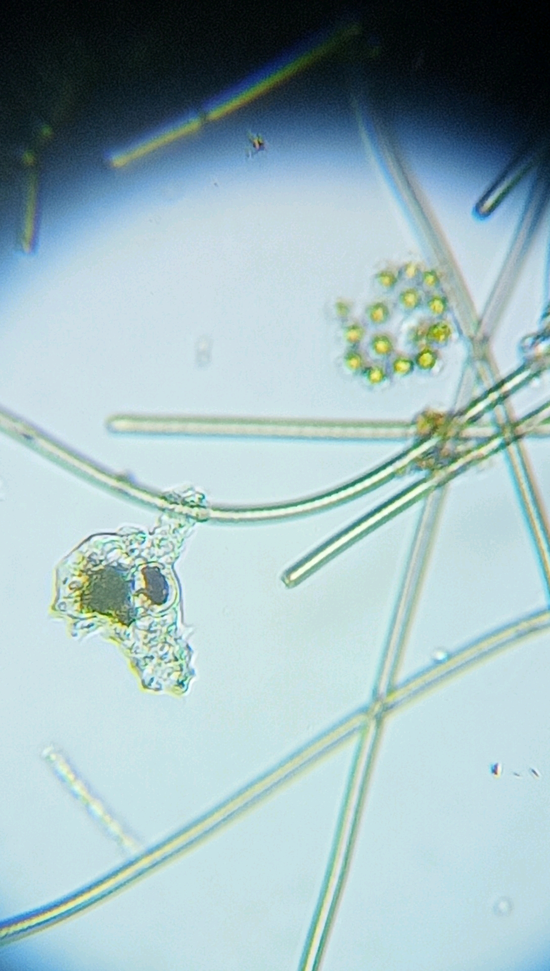 变形虫观察到三种,这种爬行速度非常快不需要延时摄影来观察爬行