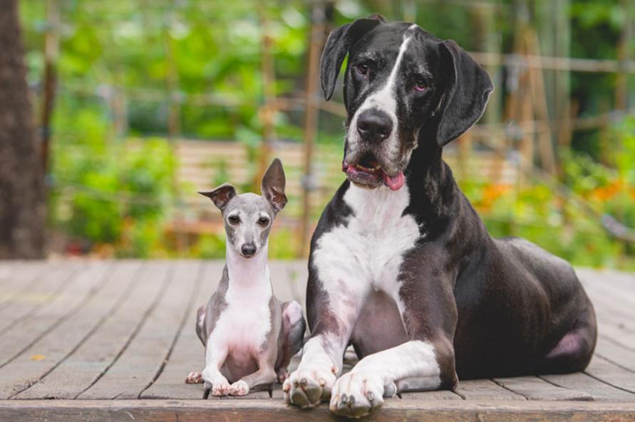 大狗经常欺负小狗错觉有时是反过来的