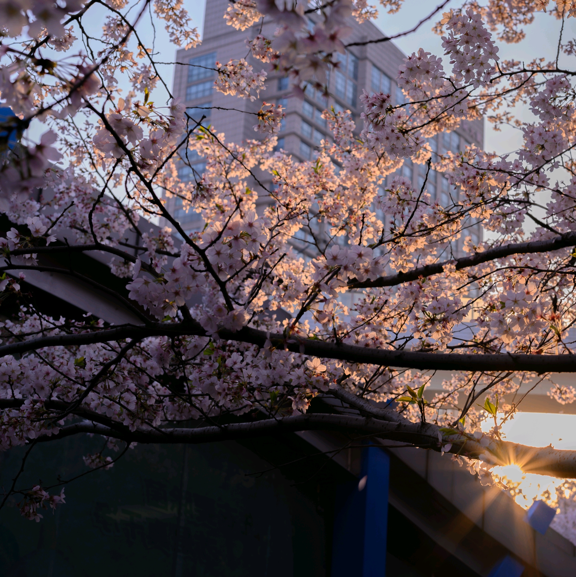 上涌果树公园樱花图片