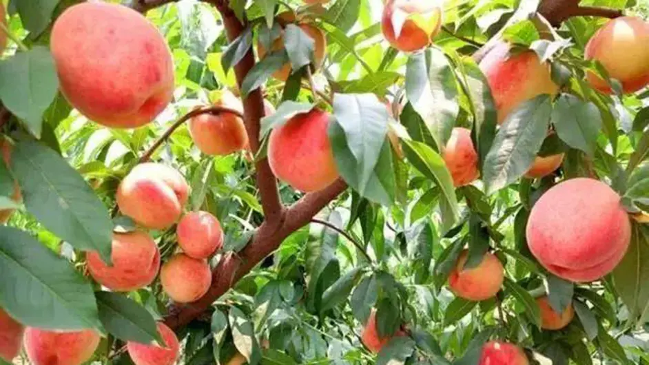 中国桃子大全，盘点24个省121种桃子，还有一种叫“桃”不是桃，哪里的桃好吃？ - 哔哩哔哩