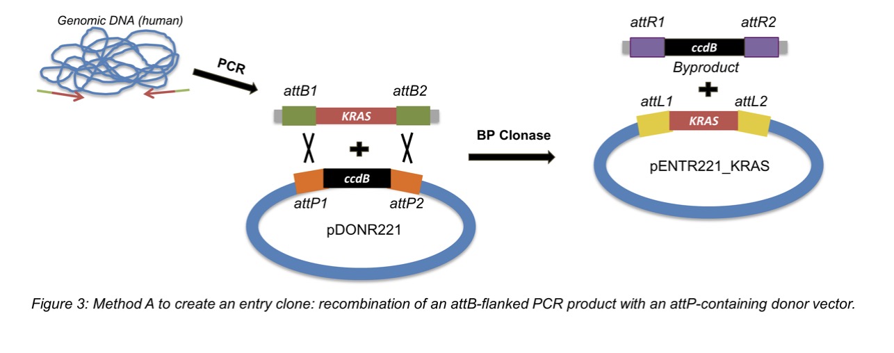 Gateway Cloning Method 哔哩哔哩