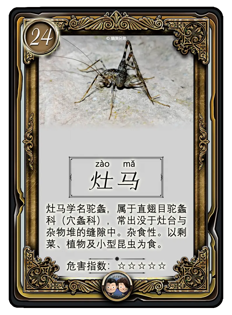 你绝对想不到你家有这么多虫子 家庭常见虫子超详细指南 图文版 多图慎入 哔哩哔哩