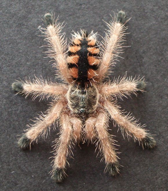 捕鸟蛛科普-委内瑞拉粉红趾