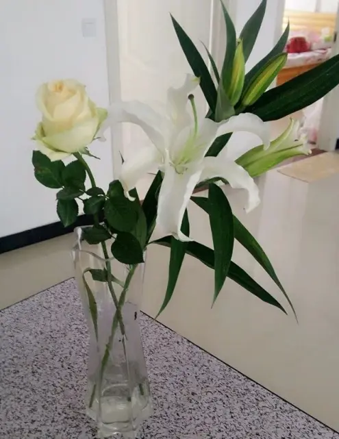 百合花后怎么处理 这样做 长一堆小球 来年开花更多 哔哩哔哩