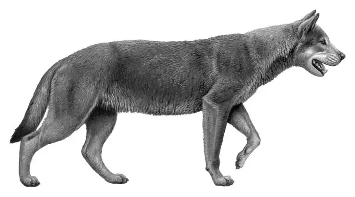 1700万年前的猫犬大战 猫科入侵北美 导致犬科一家族团灭 哔哩哔哩