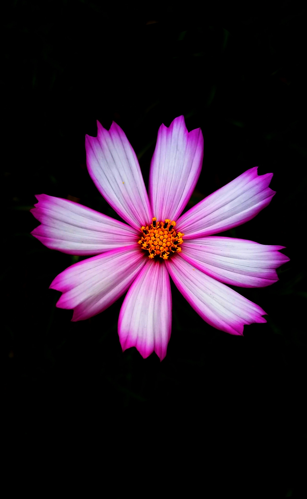 摄影日记:佛系手机摄影教程-从入门到出家(彩色