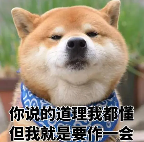 千年疑惑 人类发出的汪汪声 狗子到底听不听得懂 哔哩哔哩