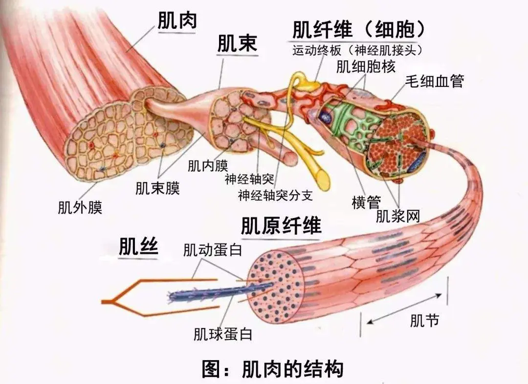 肌梭和梭内肌的关系图片