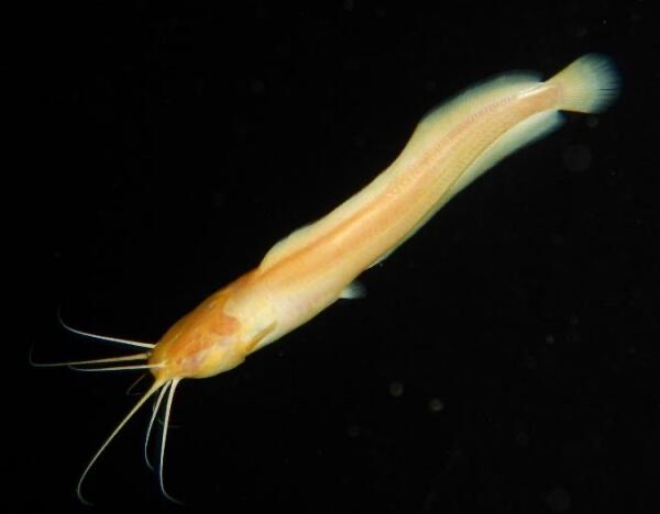 简介：穴胡鲇 Clarias cavernicola 哔哩哔哩
