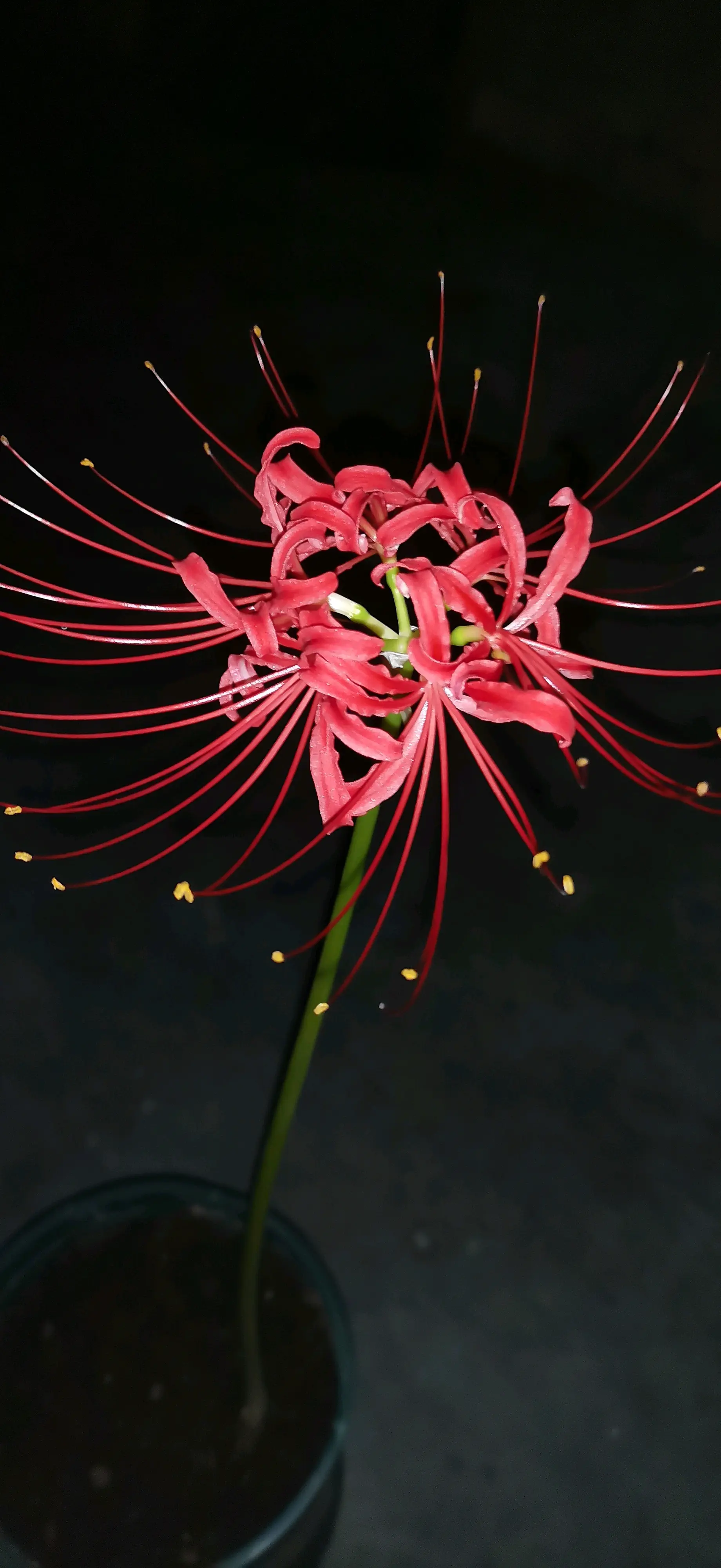 红花石蒜 - 哔哩哔哩